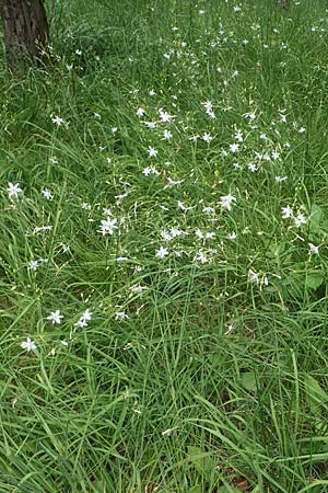 Anthericum ramosum \ �stige Graslilie, Rispen-Graslilie / Branched St. Bernard's Lily, D Mosbach 13.7.2022