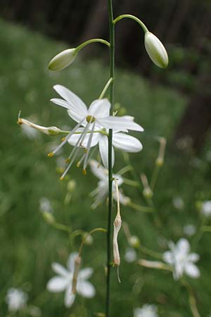 Anthericum ramosum \ �stige Graslilie, Rispen-Graslilie / Branched St. Bernard's Lily, D Mosbach 13.7.2022