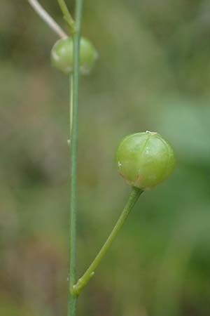 Anthericum ramosum \ �stige Graslilie, Rispen-Graslilie / Branched St. Bernard's Lily, D Mosbach 13.7.2022