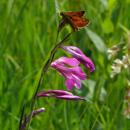 Gladiolus palustris \ Sumpf-Gladiole / Marsh Gladiolus, D Plattling 30.6.2020 (Photo: Eva Knon)
