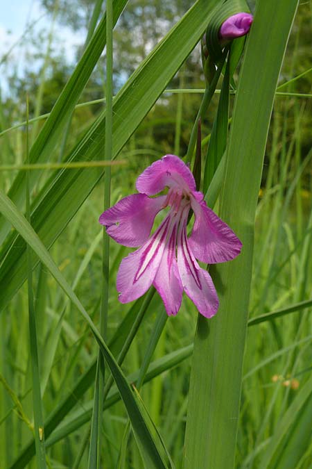 Gladiolus palustris \ Sumpf-Gladiole / Marsh Gladiolus, D Plattling 30.6.2020 (Photo: Eva Knon)