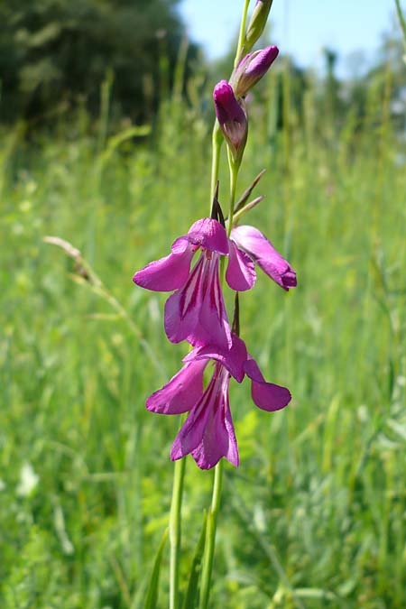 Gladiolus palustris \ Sumpf-Gladiole / Marsh Gladiolus, D Plattling 12.6.2022 (Photo: Eva Knon)