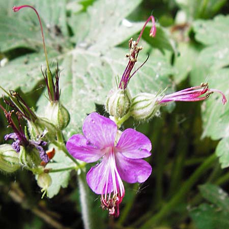 Geranium macrorrhizum \ Felsen-Storchschnabel / Rock Crane's-Bill, D Altlussheim 26.5.2015