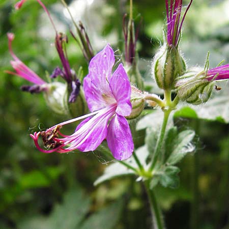 Geranium macrorrhizum \ Felsen-Storchschnabel / Rock Crane's-Bill, D Altlussheim 26.5.2015