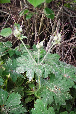 Geranium macrorrhizum \ Felsen-Storchschnabel / Rock Crane's-Bill, D Altlussheim 26.5.2015