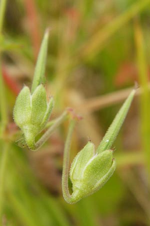 Geranium molle \ Weicher Storchschnabel / Dove-Foot Crane's-Bill, D Runkel an der Lahn 17.6.2015