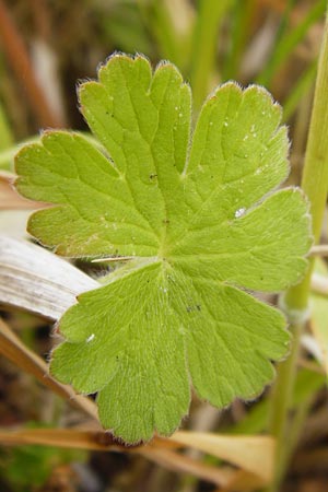 Geranium molle \ Weicher Storchschnabel / Dove-Foot Crane's-Bill, D Runkel an der Lahn 17.6.2015