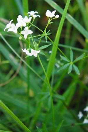 Galium mollugo \ Wiesen-Labkraut / Upright Hedge Bedstraw, D Leutkirch 10.7.2015