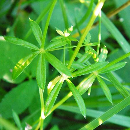 Galium mollugo \ Wiesen-Labkraut / Upright Hedge Bedstraw, D Leutkirch 10.7.2015