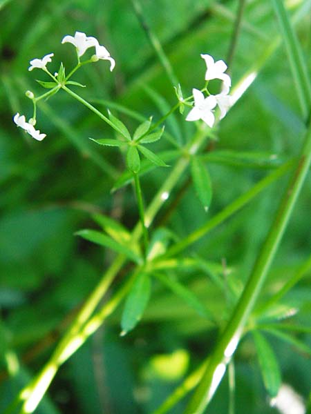 Galium mollugo \ Wiesen-Labkraut / Upright Hedge Bedstraw, D Leutkirch 10.7.2015