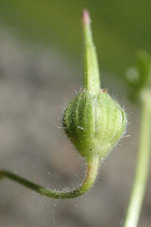 Geranium molle \ Weicher Storchschnabel / Dove-Foot Crane's-Bill, D Frankfurt-Bonames 26.5.2017