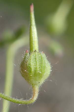 Geranium molle \ Weicher Storchschnabel / Dove-Foot Crane's-Bill, D Frankfurt-Bonames 26.5.2017