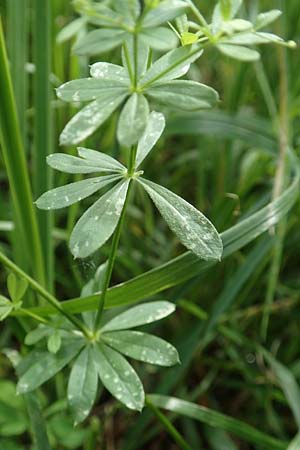 Galium mollugo \ Wiesen-Labkraut / Upright Hedge Bedstraw, D Biblis 15.7.2017