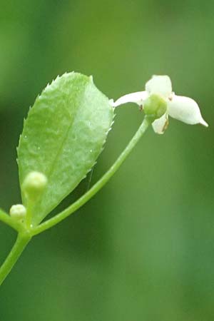 Galium mollugo \ Wiesen-Labkraut / Upright Hedge Bedstraw, D Biblis 15.7.2017