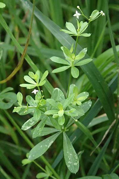 Galium mollugo \ Wiesen-Labkraut / Upright Hedge Bedstraw, D Biblis 15.7.2017