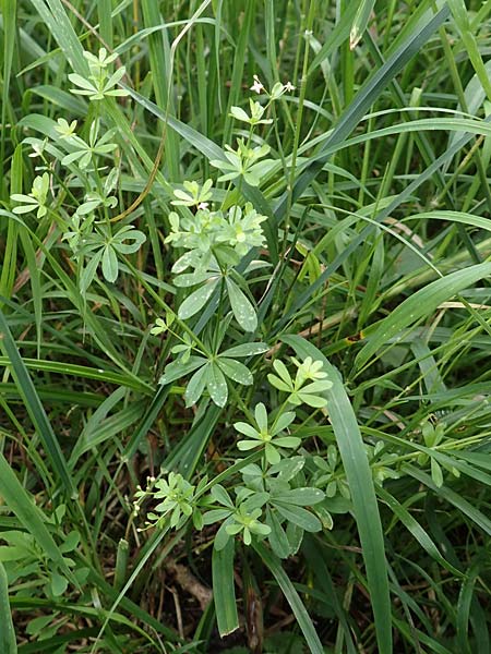 Galium mollugo \ Wiesen-Labkraut / Upright Hedge Bedstraw, D Biblis 15.7.2017