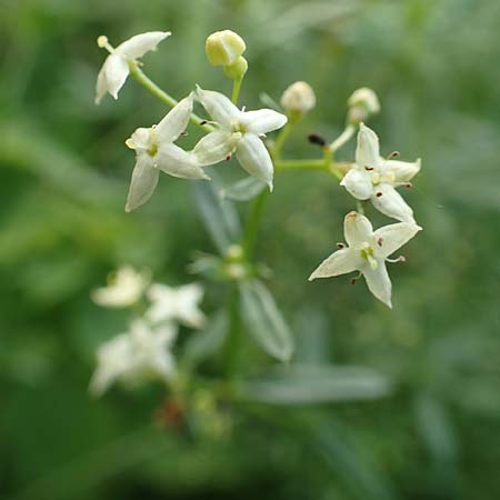 Galium mollugo \ Wiesen-Labkraut / Upright Hedge Bedstraw, D Heppenheim 7.9.2017