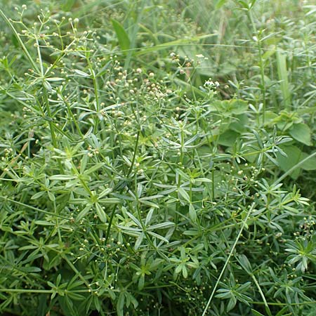 Galium mollugo \ Wiesen-Labkraut / Upright Hedge Bedstraw, D Heppenheim 7.9.2017