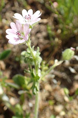 Geranium molle \ Weicher Storchschnabel / Dove-Foot Crane's-Bill, D Reilingen 26.4.2018