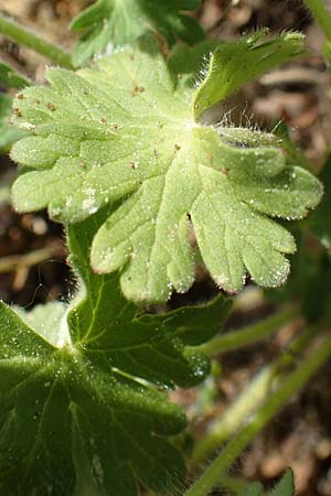 Geranium molle \ Weicher Storchschnabel / Dove-Foot Crane's-Bill, D Reilingen 26.4.2018