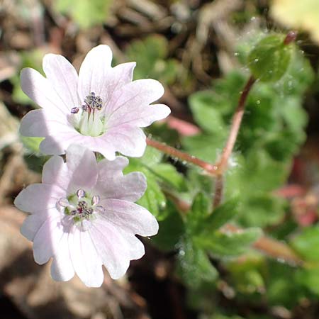 Geranium molle \ Weicher Storchschnabel / Dove-Foot Crane's-Bill, D Dietzenbach 19.5.2019