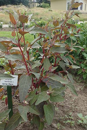 Atriplex hortensis \ Garten-Melde / Garden Orache, D Botan.  Gar.  Krefeld 13.6.2019