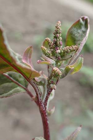 Atriplex hortensis \ Garten-Melde / Garden Orache, D Botan.  Gar.  Krefeld 13.6.2019