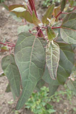 Atriplex hortensis \ Garten-Melde / Garden Orache, D Botan.  Gar.  Krefeld 13.6.2019