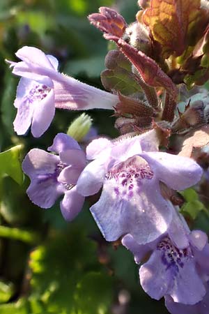 Glechoma hederacea \ Gundermann, Gundelrebe / Ground-Ivy, D Mannheim 9.4.2020