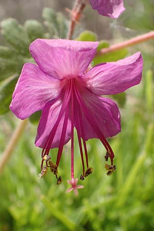 Geranium macrorrhizum \ Felsen-Storchschnabel / Rock Crane's-Bill, D Mannheim 27.4.2020