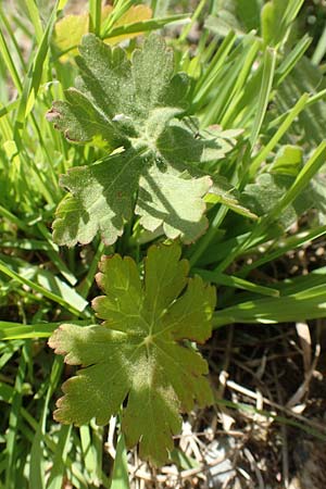 Geranium macrorrhizum \ Felsen-Storchschnabel / Rock Crane's-Bill, D Mannheim 27.4.2020