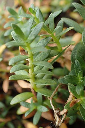Lysimachia maritima \ Strand-Milchkraut / Sea Milkwort, D Sachsen-Anhalt, S&uuml;lzetal-S&uuml;lldorf 27.9.2020