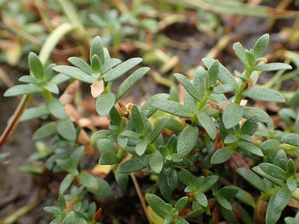 Lysimachia maritima \ Strand-Milchkraut / Sea Milkwort, D Sachsen-Anhalt, S&uuml;lzetal-S&uuml;lldorf 27.9.2020