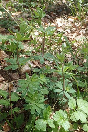 Galium mollugo \ Wiesen-Labkraut / Upright Hedge Bedstraw, D K&ouml;nigheim 3.5.2021