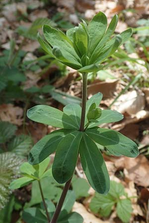Galium mollugo \ Wiesen-Labkraut / Upright Hedge Bedstraw, D K&ouml;nigheim 3.5.2021