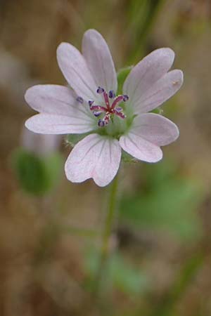 Geranium molle \ Weicher Storchschnabel / Dove-Foot Crane's-Bill, D Hockenheim 8.6.2021