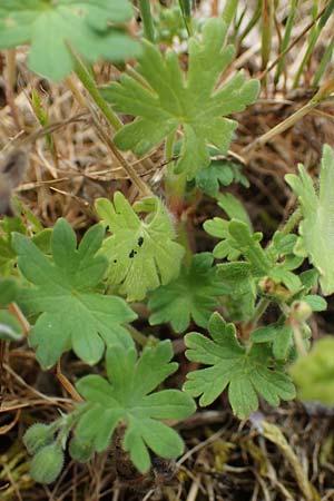 Geranium molle \ Weicher Storchschnabel / Dove-Foot Crane's-Bill, D Hockenheim 8.6.2021