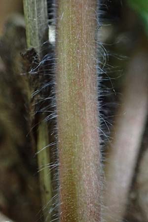 Geranium molle \ Weicher Storchschnabel / Dove-Foot Crane's-Bill, D Wagh&auml;usel-Wiesental 9.4.2022