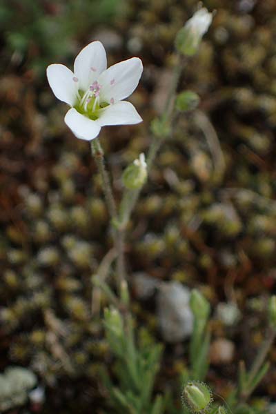 Sabulina caespitosa \ Galmei-Fr&uuml;hlings-Miere, Harzer Fr&uuml;hlings-Miere / Calaminarian Spring Sandwort, D Th&uuml;ringen, Bottendorf 6.6.2022