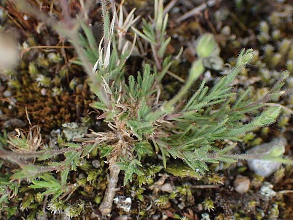 Sabulina caespitosa \ Galmei-Fr&uuml;hlings-Miere, Harzer Fr&uuml;hlings-Miere / Calaminarian Spring Sandwort, D Th&uuml;ringen, Bottendorf 6.6.2022