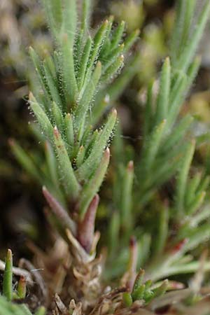 Sabulina caespitosa \ Galmei-Fr&uuml;hlings-Miere, Harzer Fr&uuml;hlings-Miere / Calaminarian Spring Sandwort, D Th&uuml;ringen, Bottendorf 6.6.2022