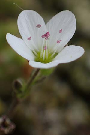 Sabulina caespitosa \ Galmei-Fr&uuml;hlings-Miere, Harzer Fr&uuml;hlings-Miere / Calaminarian Spring Sandwort, D Th&uuml;ringen, Bottendorf 6.6.2022