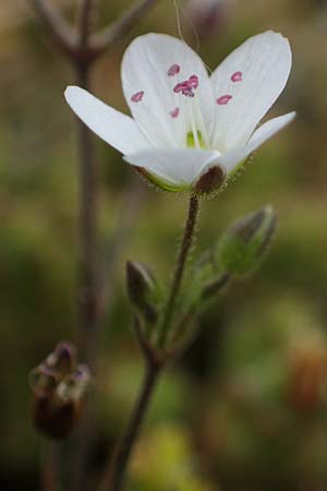 Sabulina caespitosa, Galmei-Fr&uuml;hlings-Miere, Harzer Fr&uuml;hlings-Miere