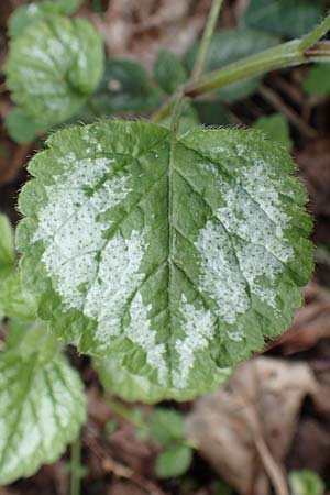 Lamium argentatum \ Silber-Goldnessel / Garden Yellow Archangel, D Mannheim 6.4.2016