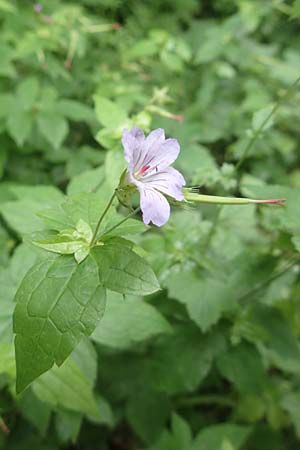 Geranium nodosum \ Knotiger Storchschnabel / Knotted Crane's-Bill, D Weinheim an der Bergstra&szlig;e 20.6.2016