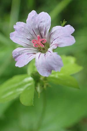 Geranium nodosum \ Knotiger Storchschnabel / Knotted Crane's-Bill, D Weinheim an der Bergstra&szlig;e 20.6.2016