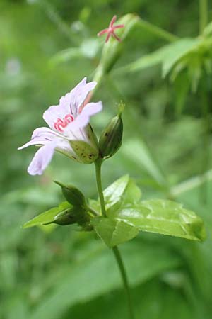 Geranium nodosum \ Knotiger Storchschnabel / Knotted Crane's-Bill, D Weinheim an der Bergstra&szlig;e 20.6.2016