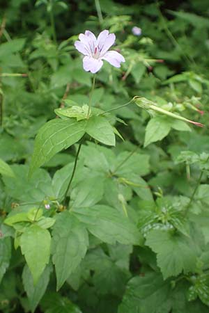 Geranium nodosum \ Knotiger Storchschnabel / Knotted Crane's-Bill, D Weinheim an der Bergstra&szlig;e 20.6.2016
