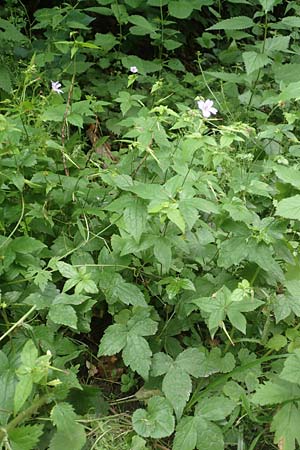Geranium nodosum \ Knotiger Storchschnabel / Knotted Crane's-Bill, D Weinheim an der Bergstra&szlig;e 20.6.2016