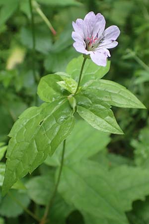 Geranium nodosum \ Knotiger Storchschnabel / Knotted Crane's-Bill, D Weinheim an der Bergstra&szlig;e 20.6.2016